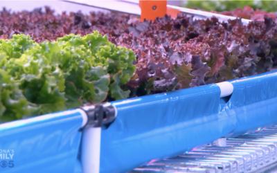 Homer Farms using organic waste from ASU to produce fresh produce