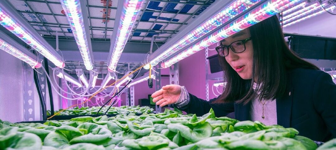 A researcher stands over some greenery.